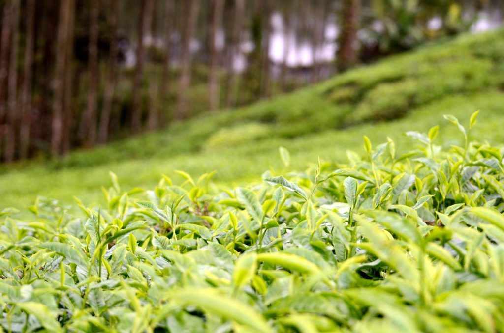 Tea Estate Coorg, Tea plantation Coorg, Tata Plantation Trails Coorg, Glenlorna Tea Plantations Coorg