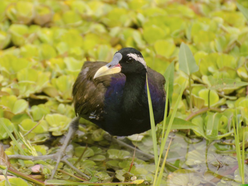 bronze winged jacana, birding, bird watching in Coorg, water birds