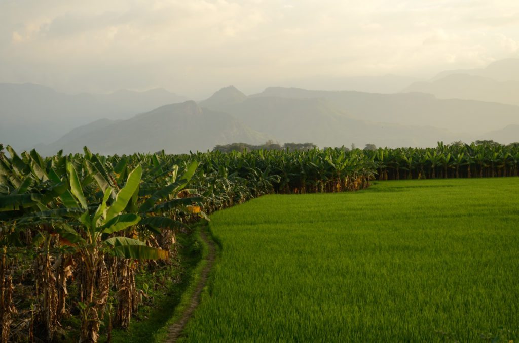 Kallidaikurichi,Tirunelveli, lush fields, pongal, harvest festival