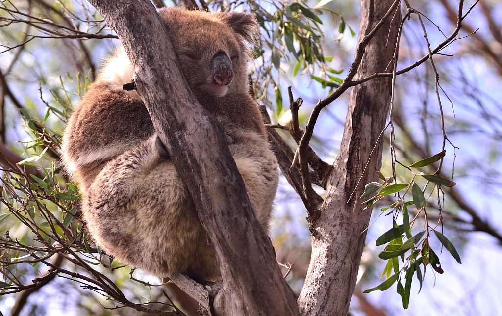 Koalas, Kangaroo Island, Australia