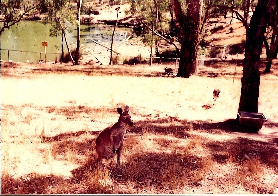 kangaroos, Adelaide, Australia, South Australia