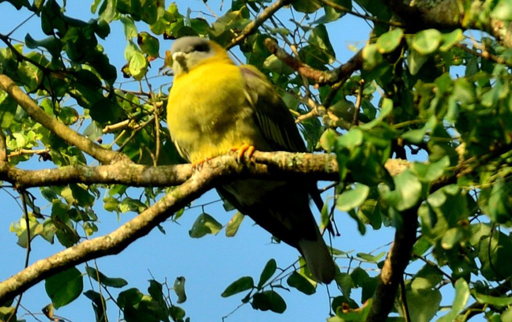 Yellow footed green pigeon