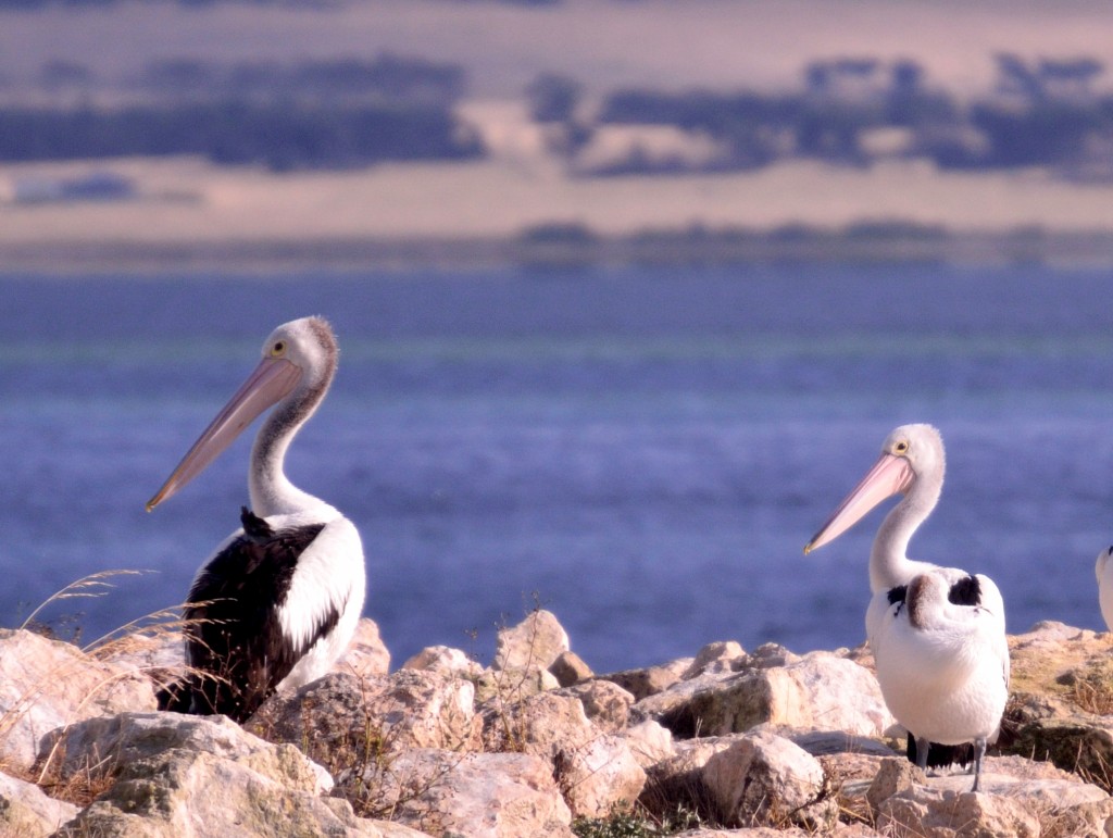 Australian pelican, Kangaroo island 