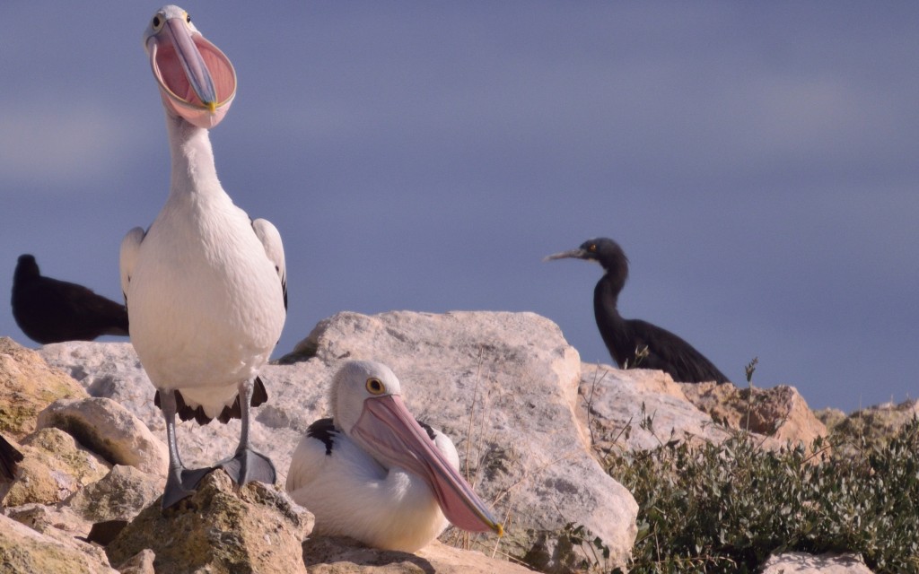 Australian Pelican, Kangaroo Island, South australia