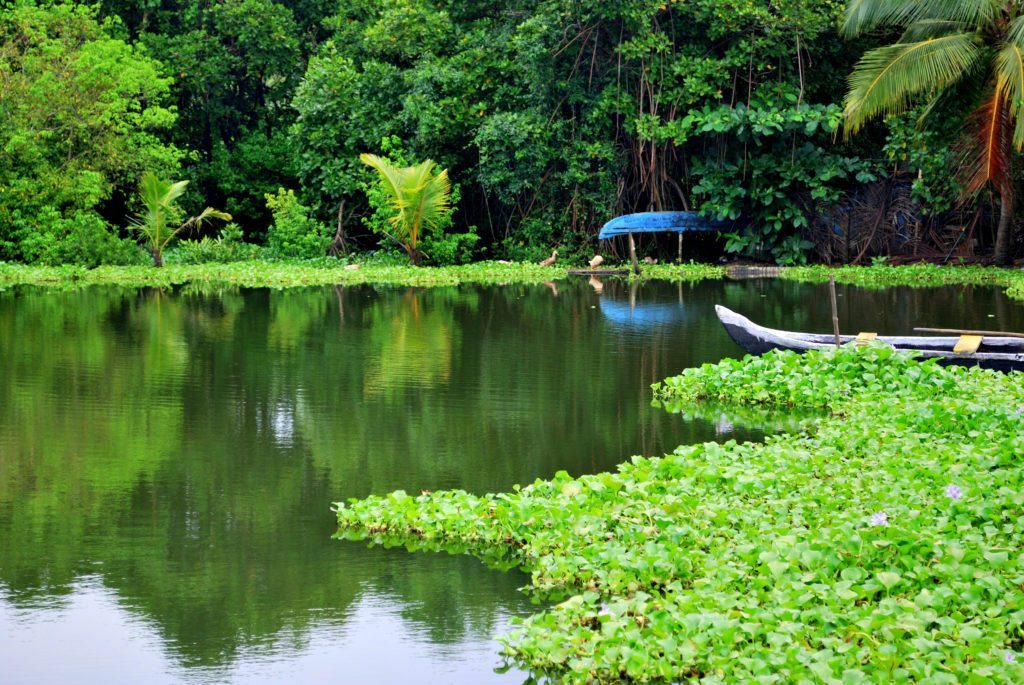 Backwaters Kerala monsoon