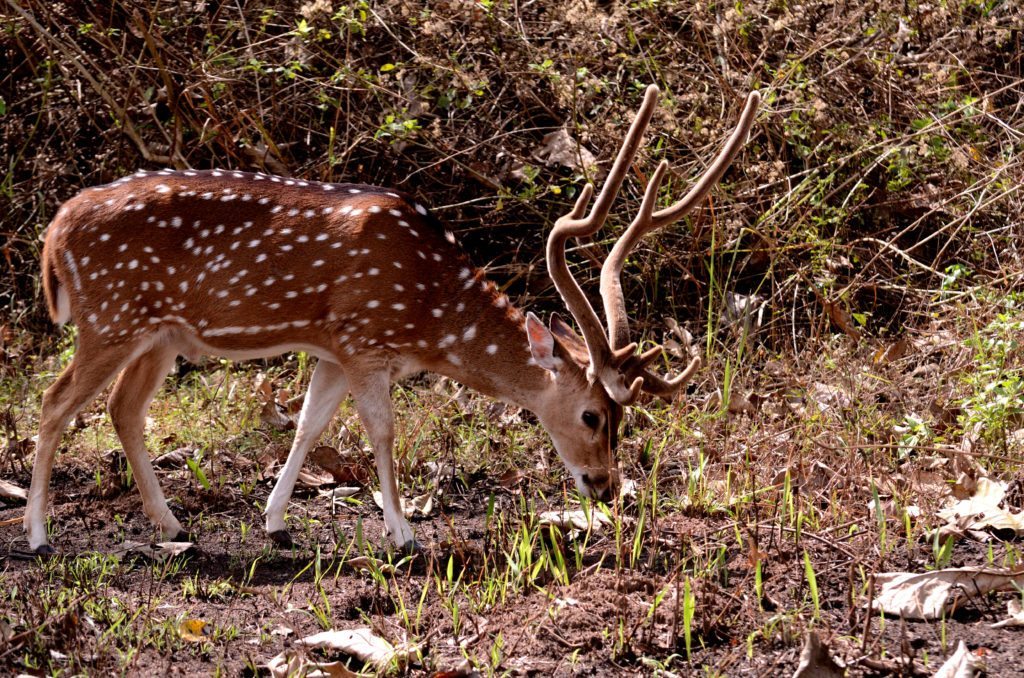 spotted deer, nagarhole, Coorg in monsoons