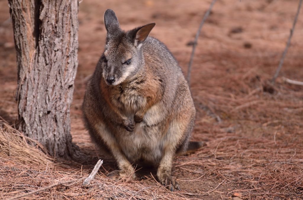 kangaroo island, australia, wallaby