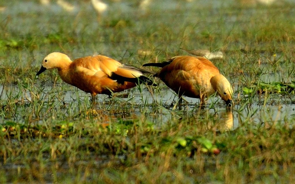 migratory birds, Odisha, Chilka Lake, Mangalajodi, brahminy shelduck