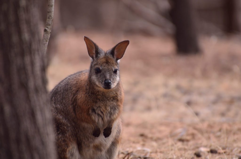 wallaby, Kangaroo island, australia