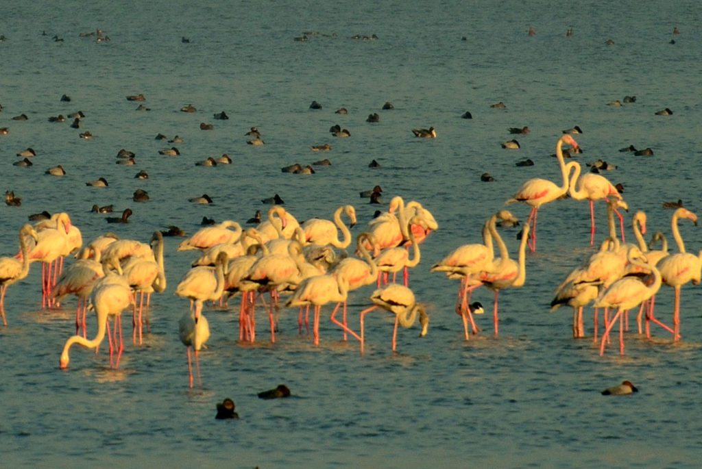 Flamingos, Kutch, Gujarat