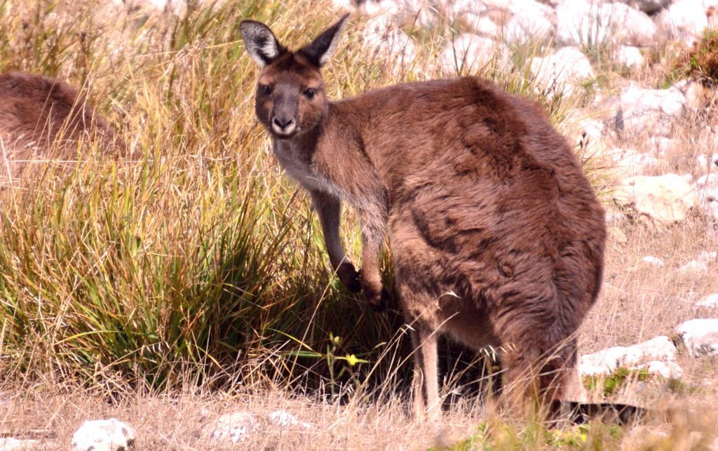 Kangaroo, Kangaroo island