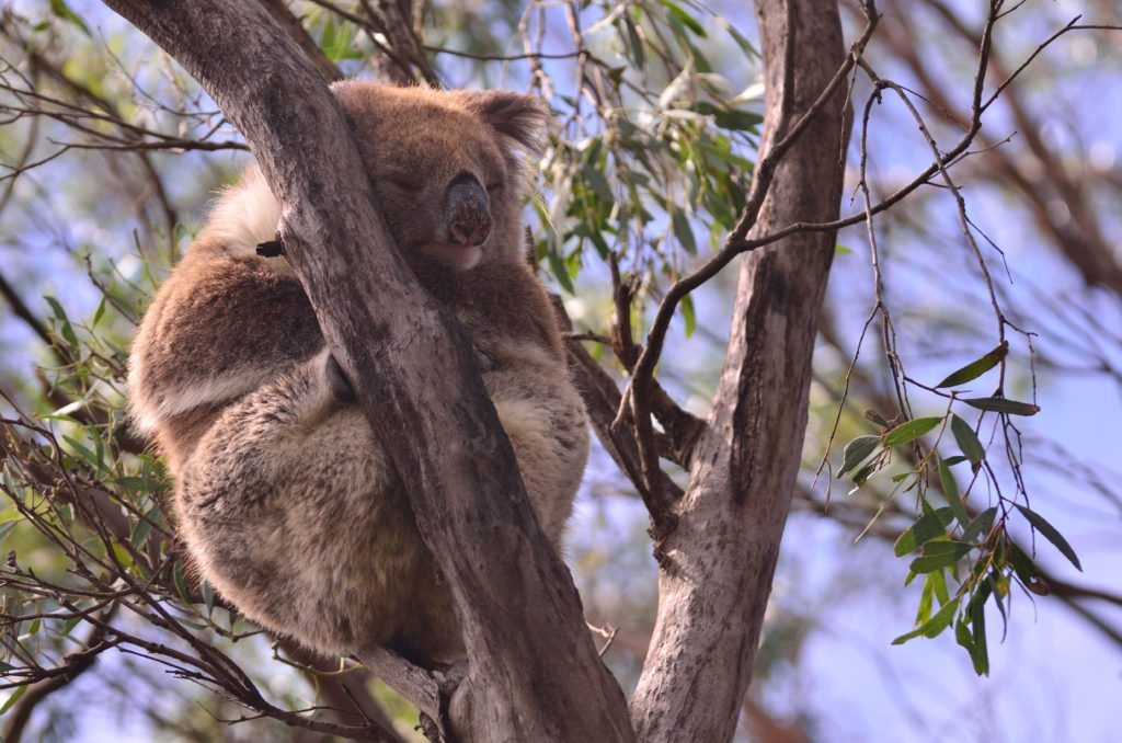 kangaroo island -koala