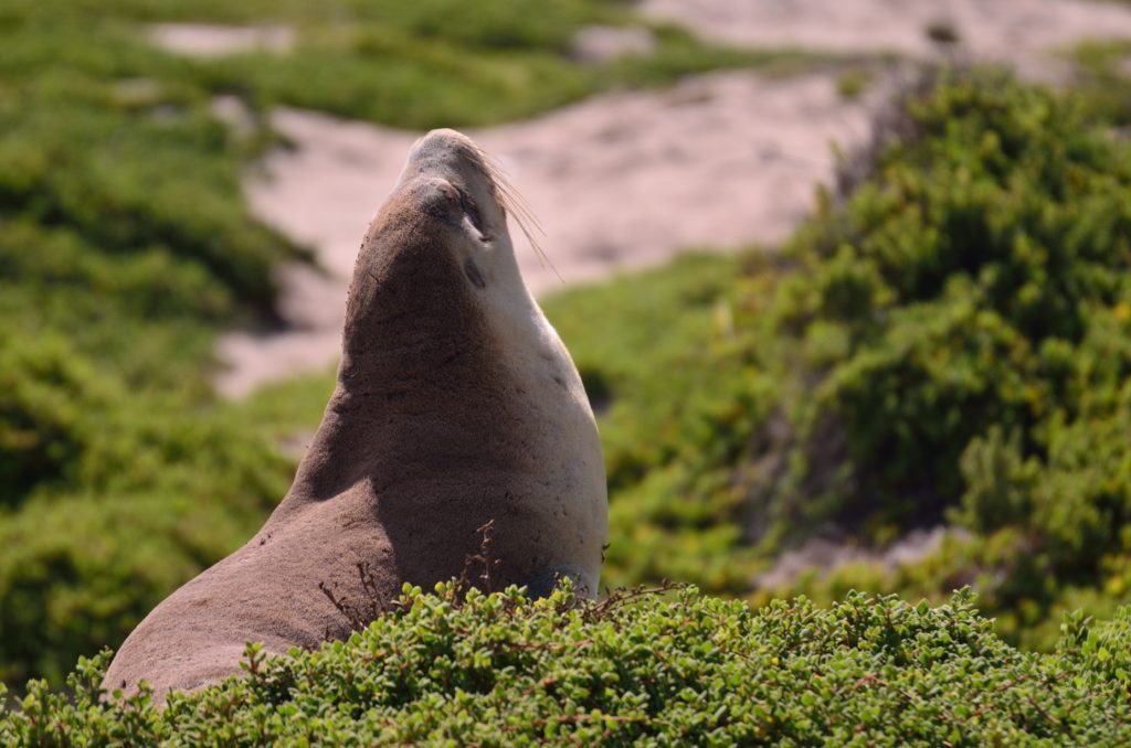 Kangaroo island - seal bay