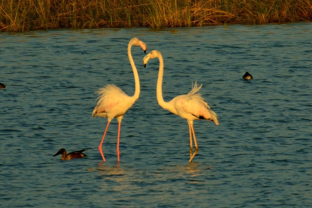 Flamingos in Kutch
