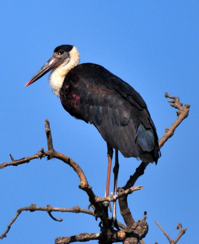 woolly necked stork, Goa