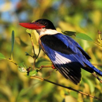 Goa, Black capped kingfisher