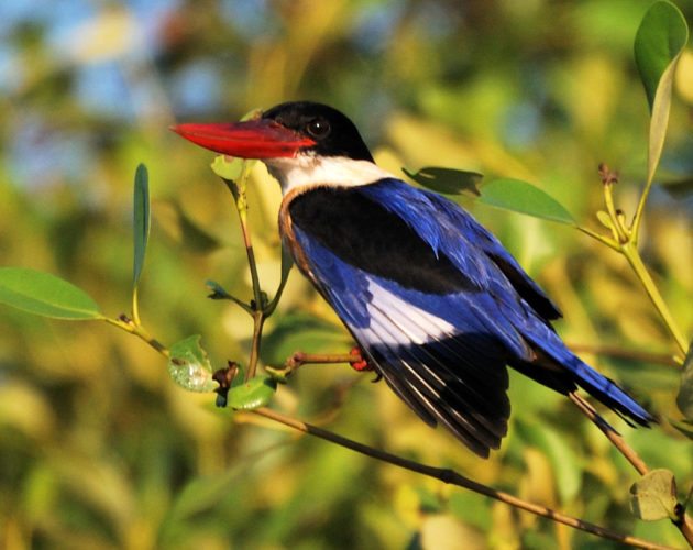 Goa, Black capped kingfisher