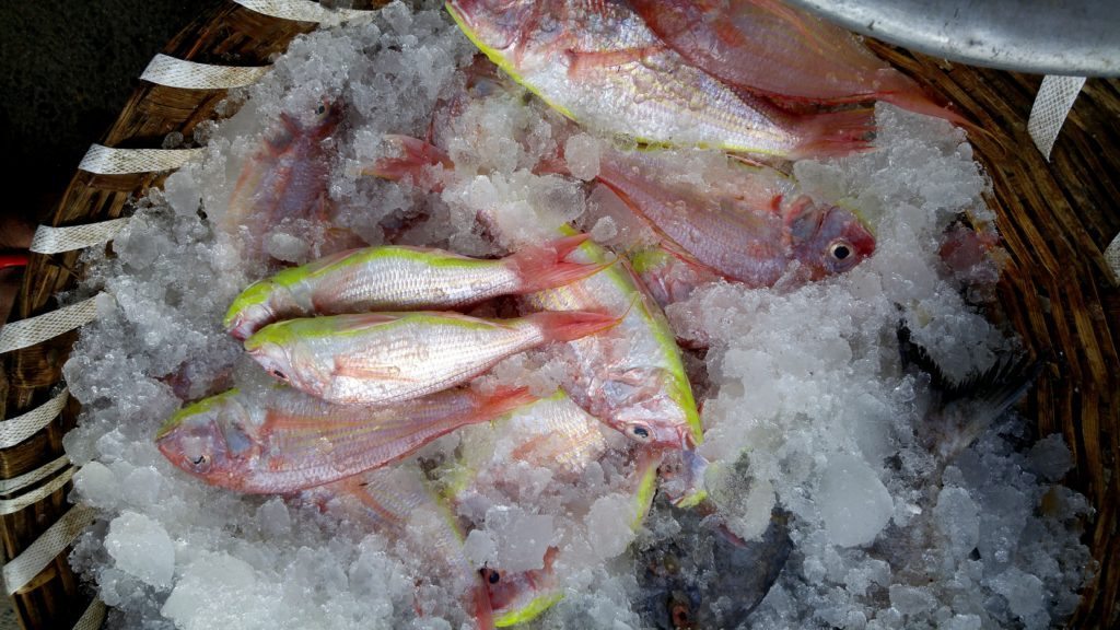 Chennai fish market