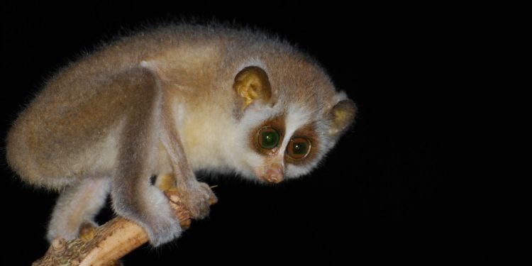 Slender Loris