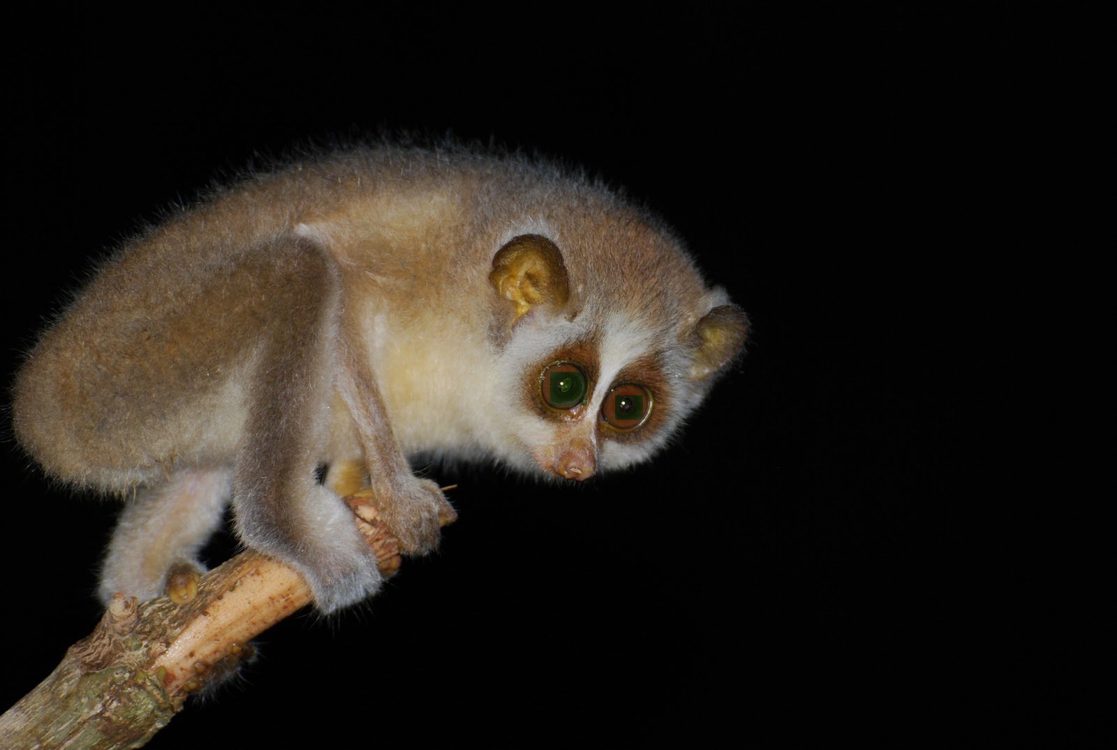 conservation-of-slender-loris-in-karnataka