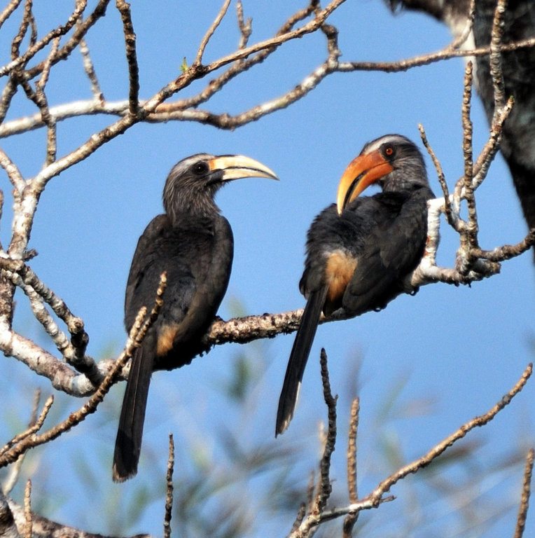 A pair of malabar hornbills in Thattekadu
