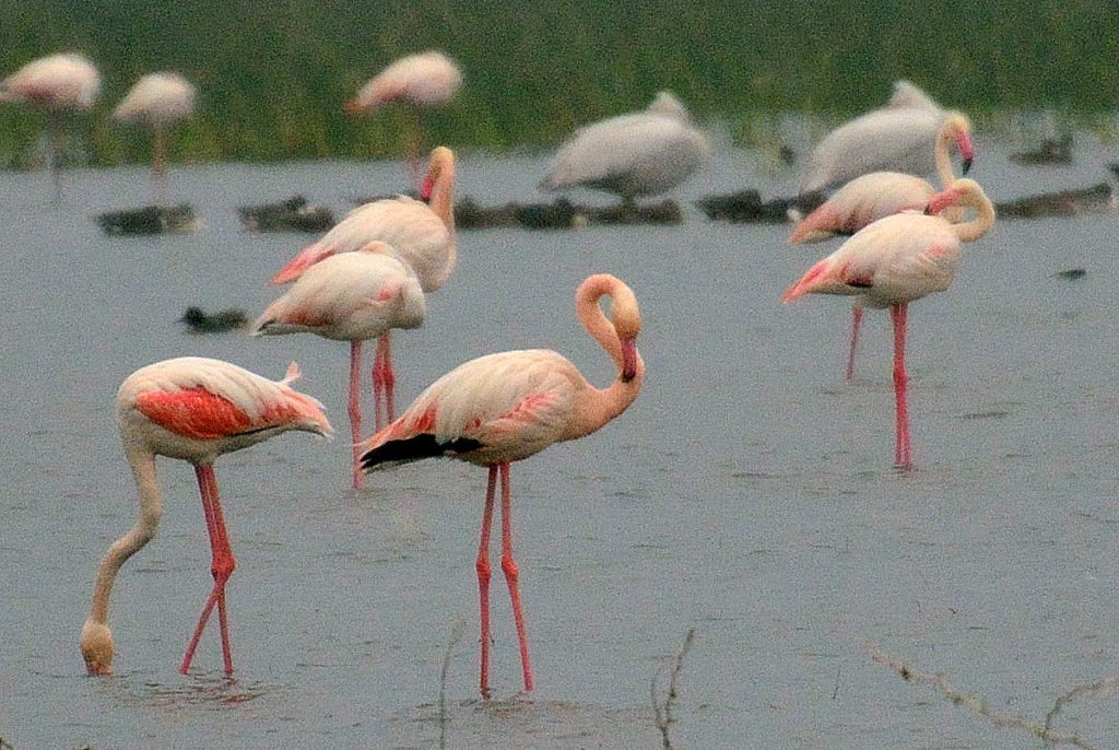 LRK-flamingos-close