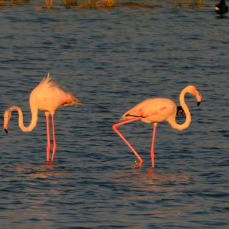 Nalsaraovar, flamingos