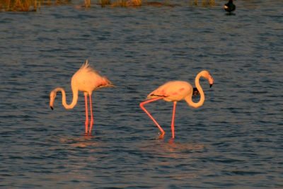 Nalsaraovar, flamingos