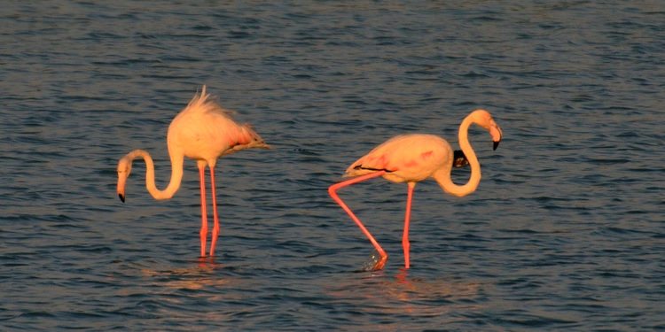 Nalsaraovar, flamingos