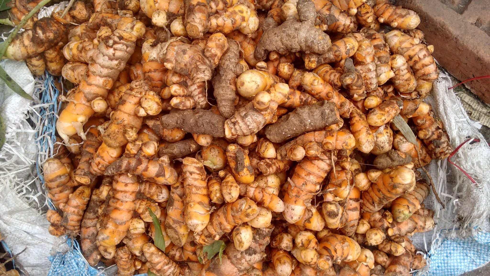 Celebrating the harvest festival Happy Pongal and Sankranti