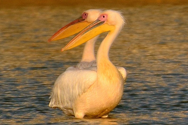 Kutch, birds, pelicans