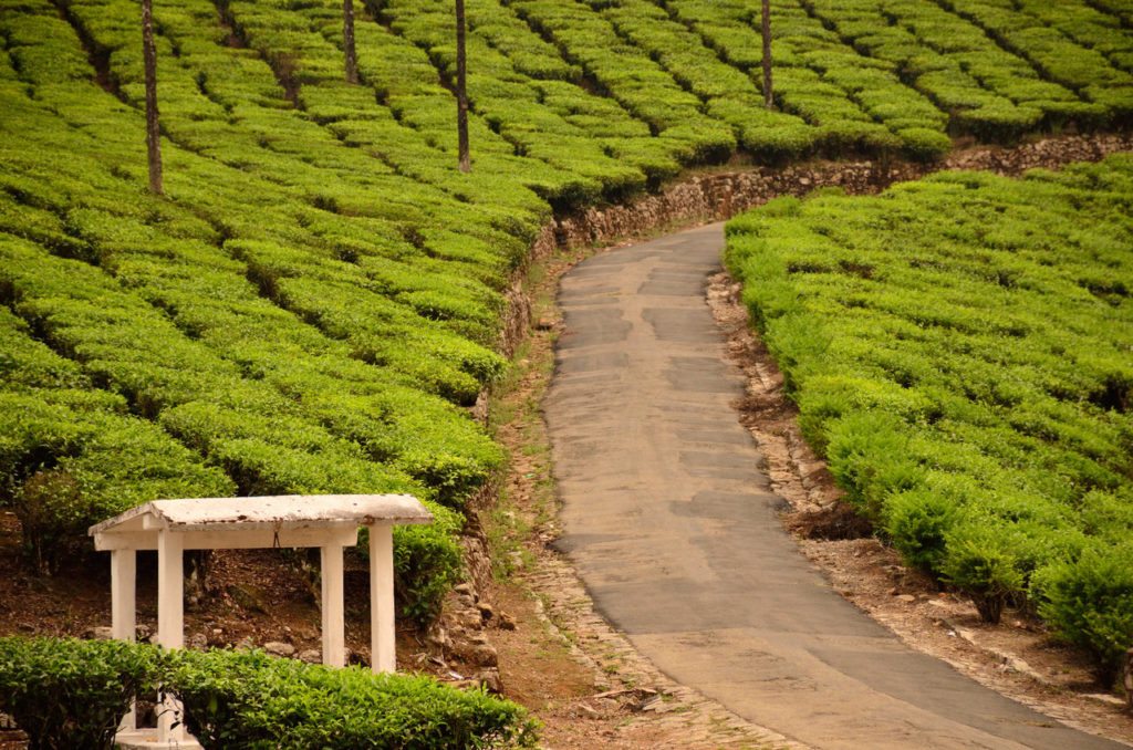 Valparai, tea plantations, BR Hills, best road trips in South India, best road trip from Bangalore