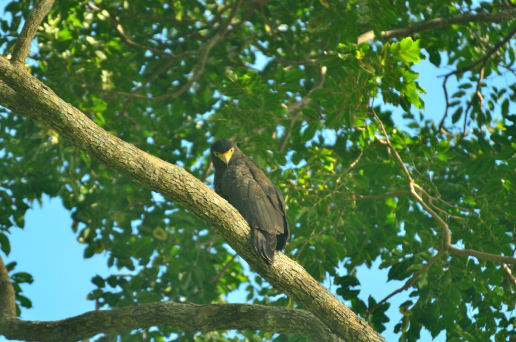 Andamans , birding