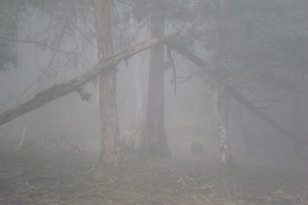 Mist Kodaikanal Western Ghats