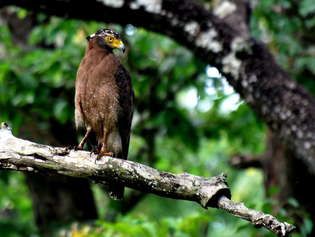 Birding Western Ghats