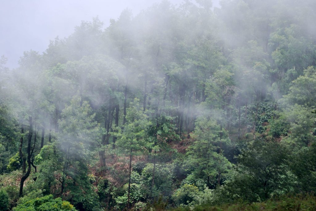 Western Ghats Tamil Nadu