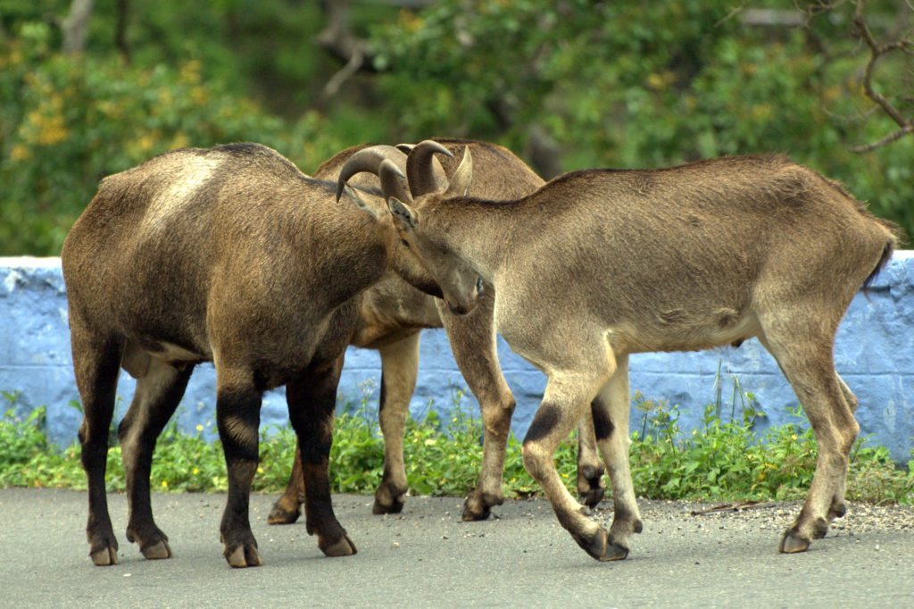 Valparai wildlife