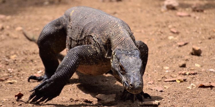 Komodo Dragon Komodo Island Komodo National Park