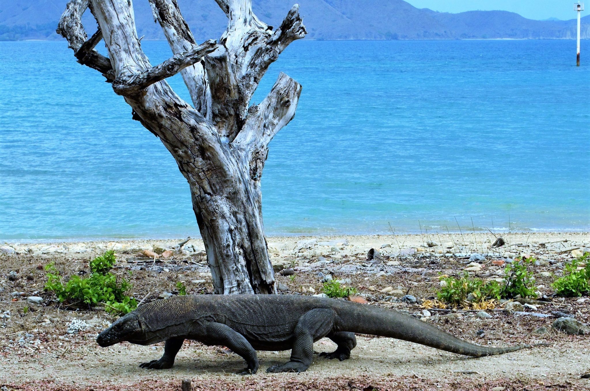 Sighting Komodo Dragon At Komodo National Park At Komodo Island Sighting Komodo Dragon At Komodo National Park At Komodo Island
