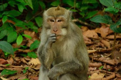 Sangeh Monkey Forest, bali