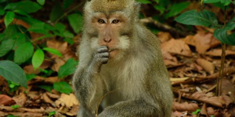 Sangeh Monkey Forest, bali