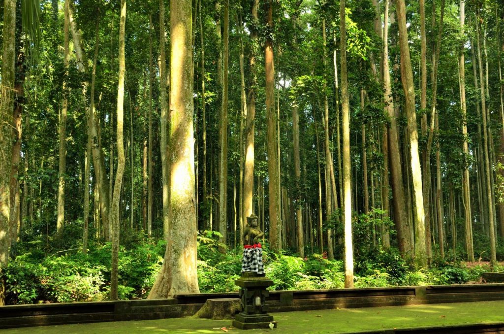 Nutmeg trees in Sangeh Monkey Forest