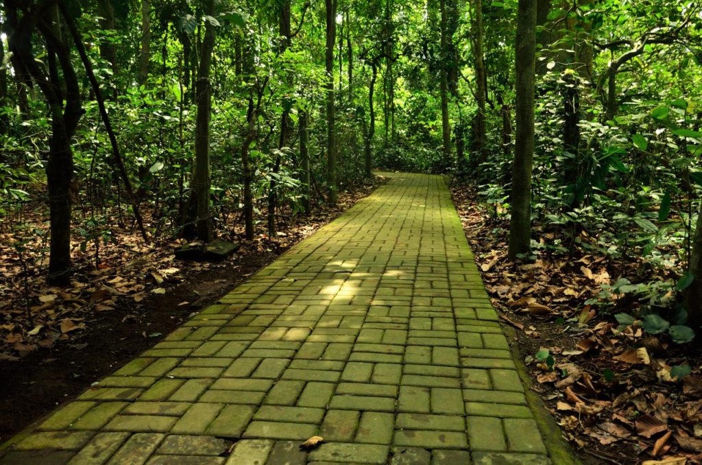 Paths that lead to a lush corridor