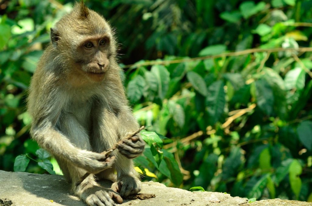 Monkey Forest Bali , Ubud Monkey Forest