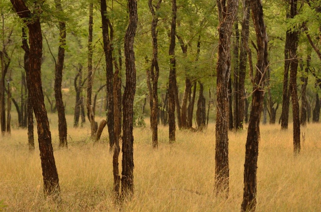 Madhya Pradesh wildlife, tiger reserves in Madhya Pradesh