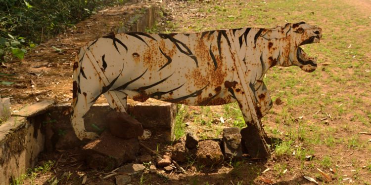 white tiger of Rewa