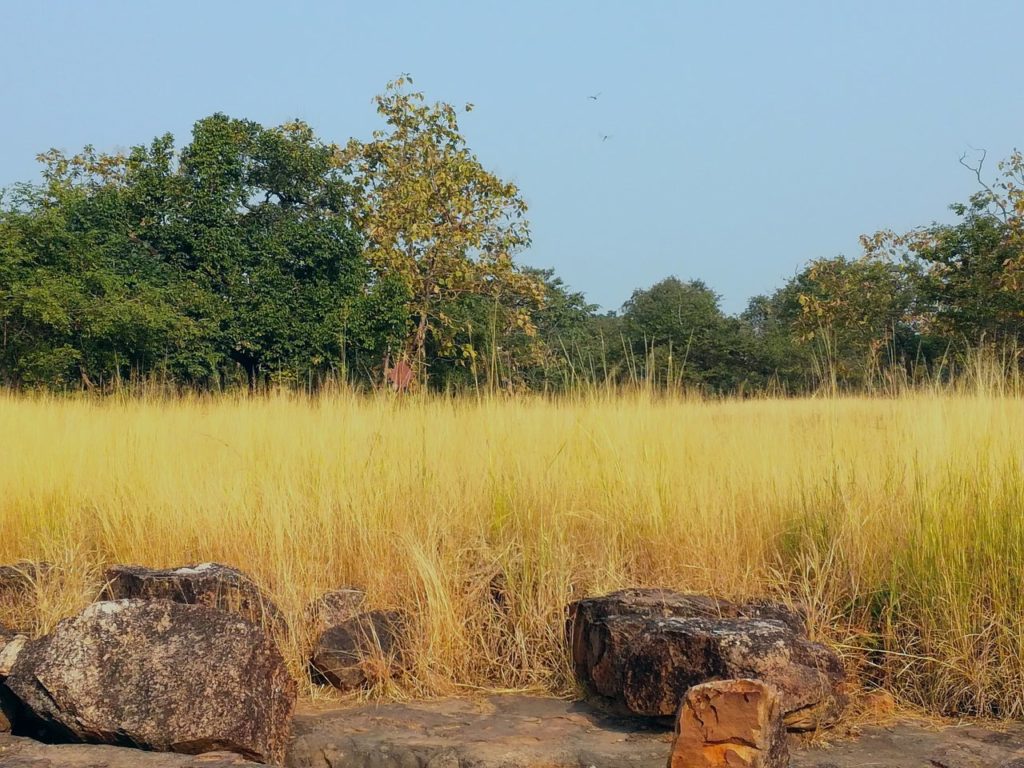 Madhya Pradesh, wildlife, forests