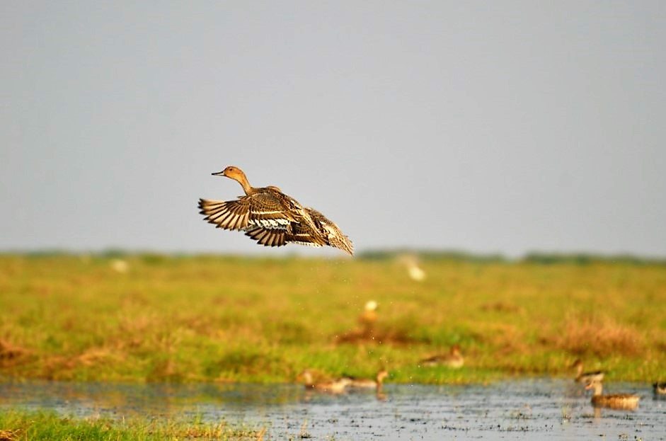 Odisha Mangalajodi bird watching