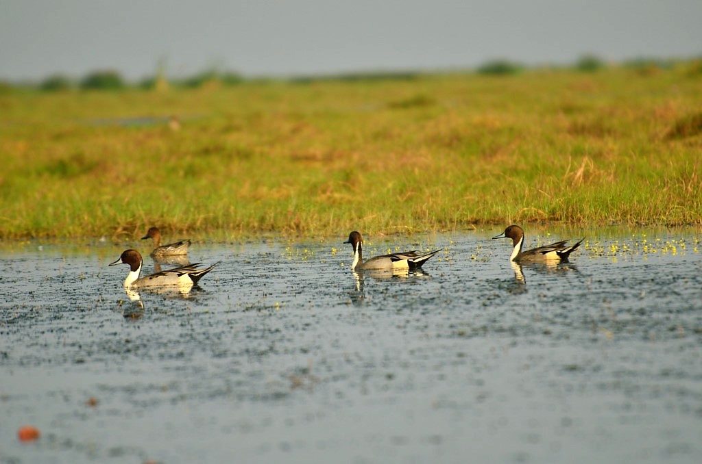 Migratory birds in Odisha Mangalajodi