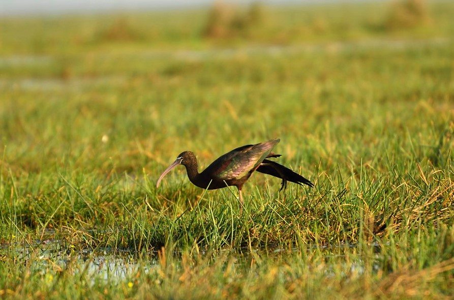 Glossy Ibis in Odisha, Mangalajodi